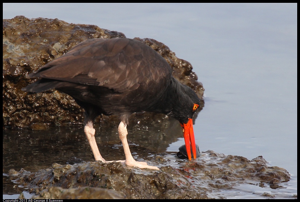 0216-103042-05.jpg - Black Oystercatcher