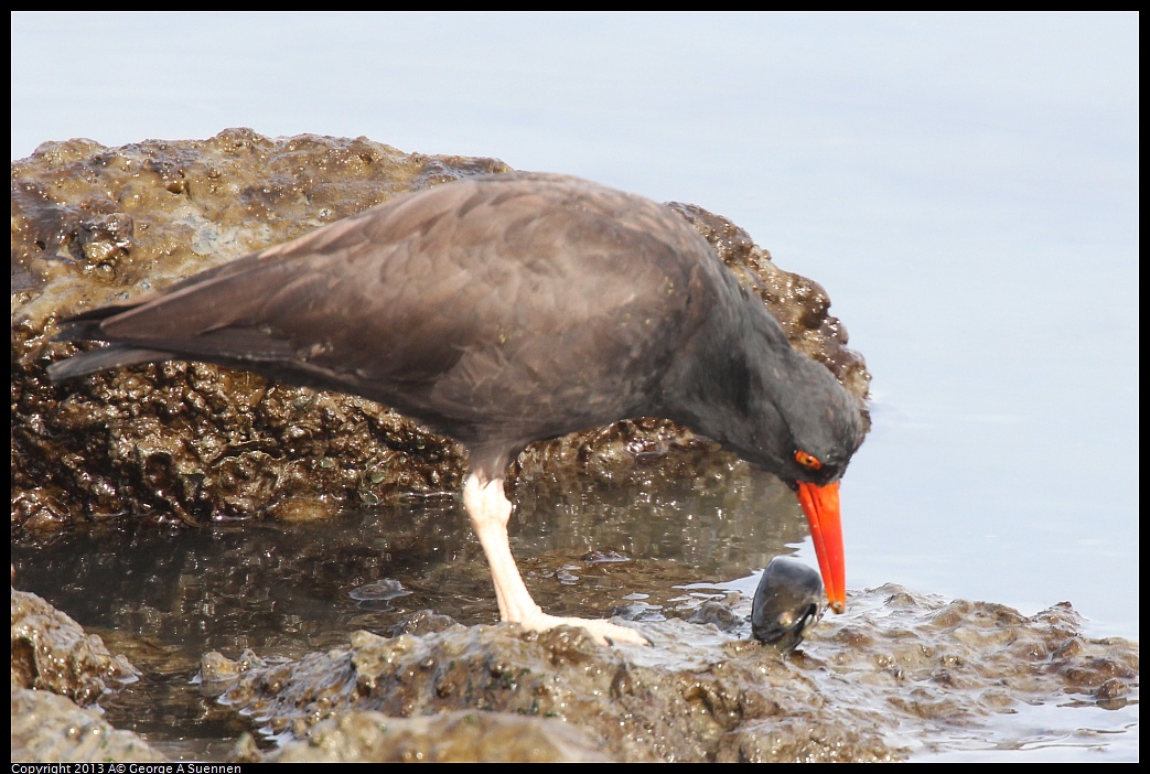 0216-103043-03.jpg - Black Oystercatcher