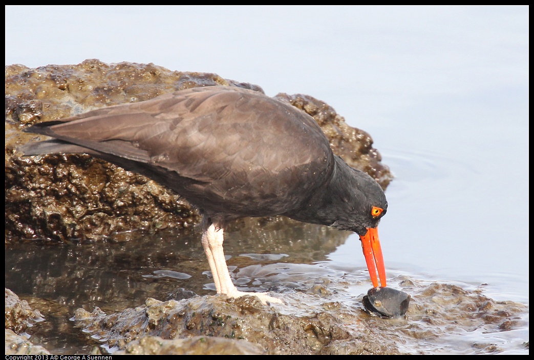 0216-103045-01.jpg - Black Oystercatcher