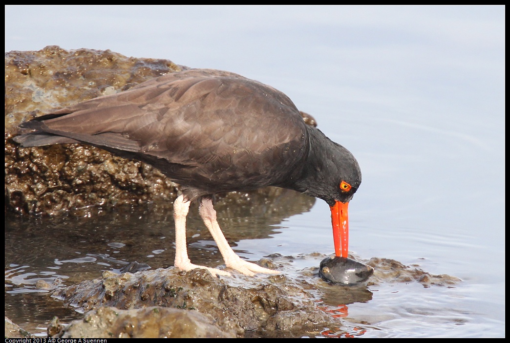 0216-103046-01.jpg - Black Oystercatcher