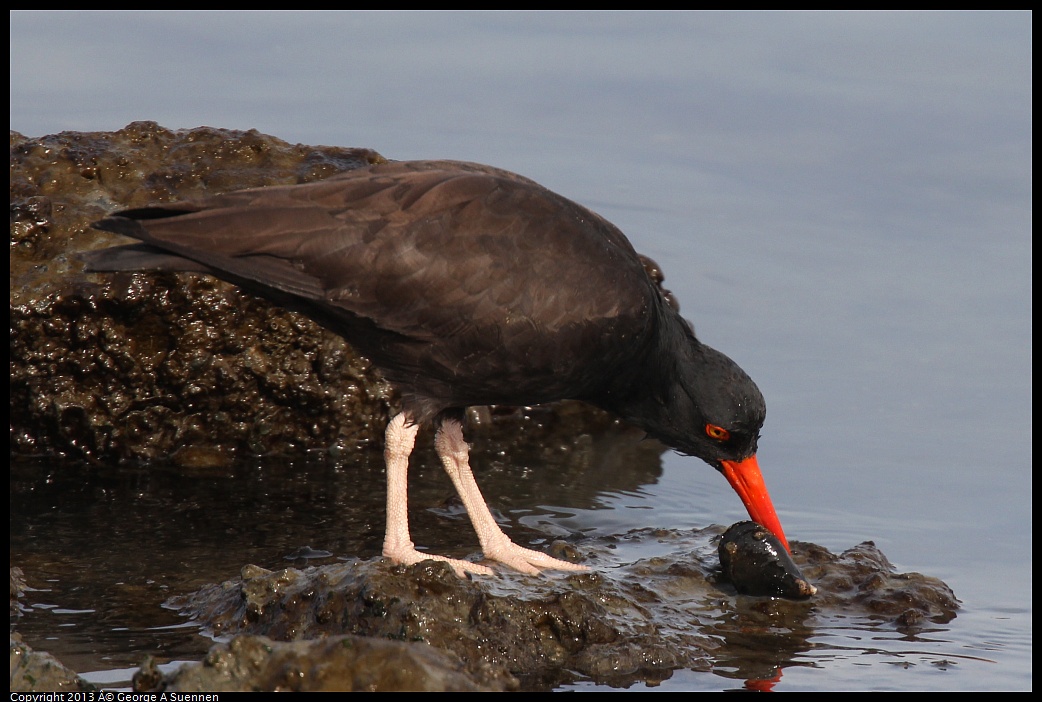 0216-103046-05.jpg - Black Oystercatcher