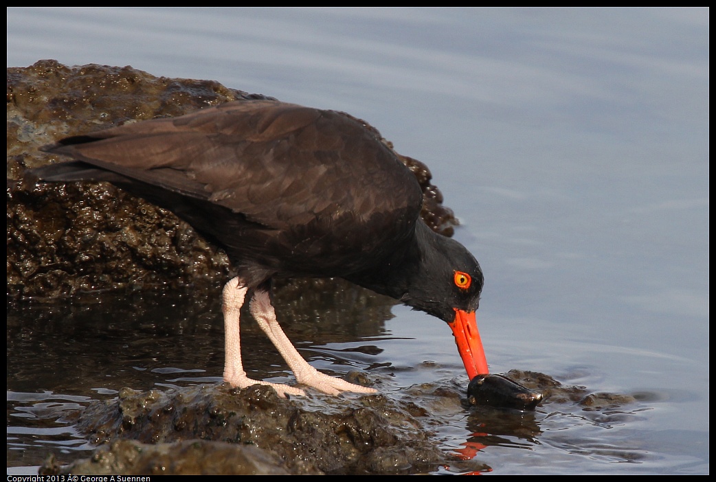 0216-103048-02.jpg - Black Oystercatcher