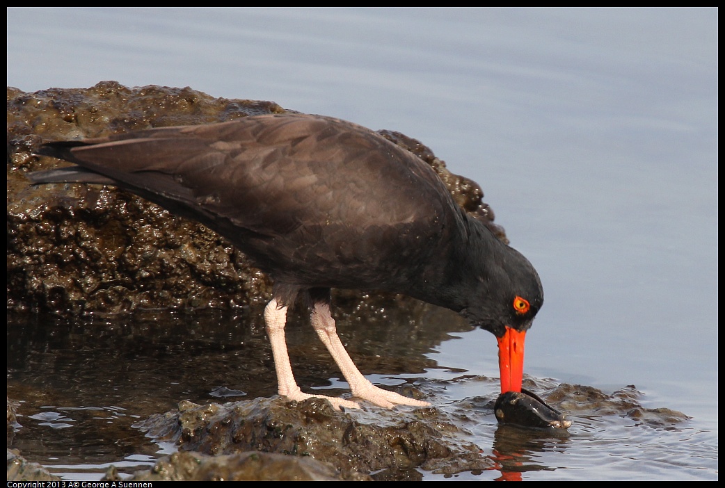 0216-103049-01.jpg - Black Oystercatcher