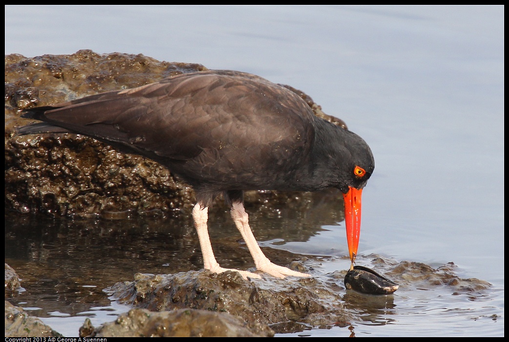 0216-103049-03.jpg - Black Oystercatcher