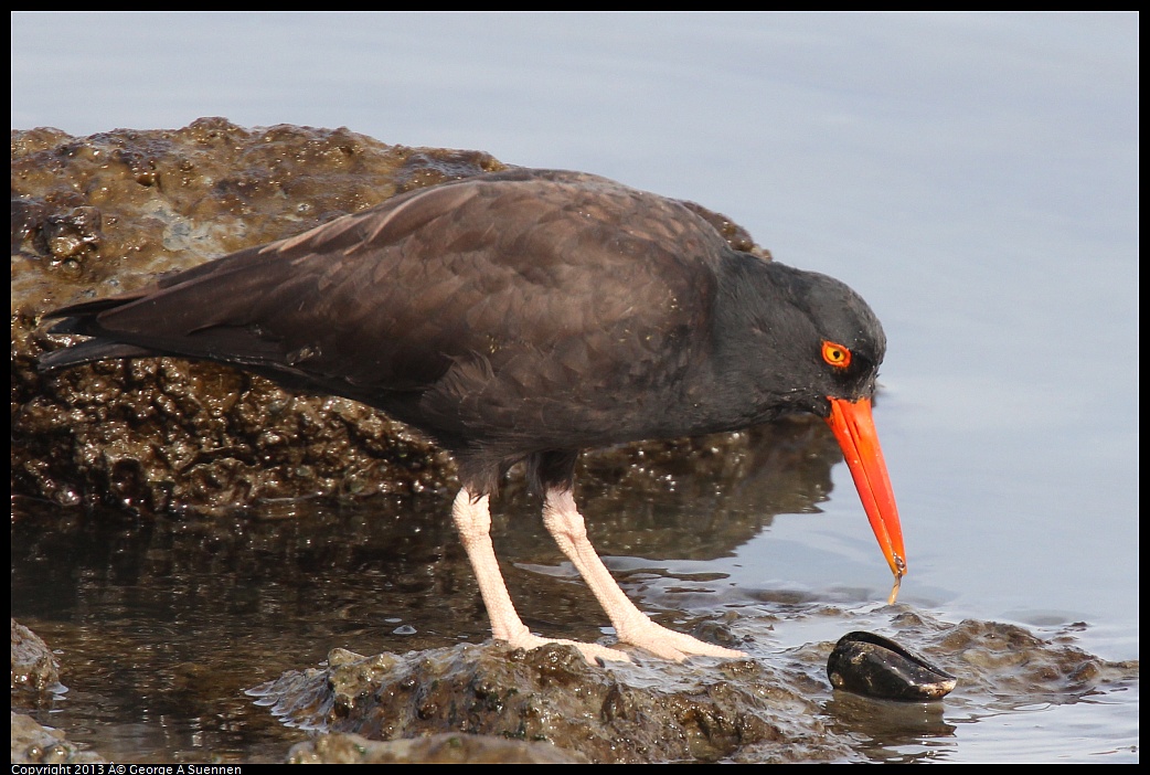 0216-103049-04.jpg - Black Oystercatcher