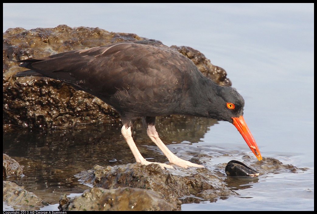 0216-103049-05.jpg - Black Oystercatcher