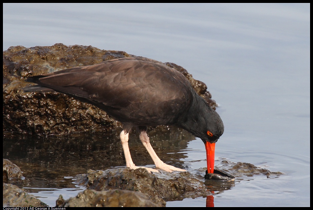 0216-103051-02.jpg - Black Oystercatcher