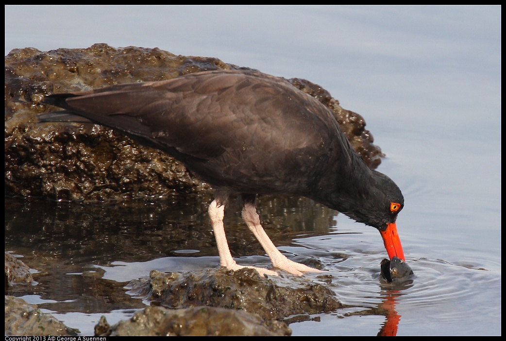 0216-103052-02.jpg - Black Oystercatcher