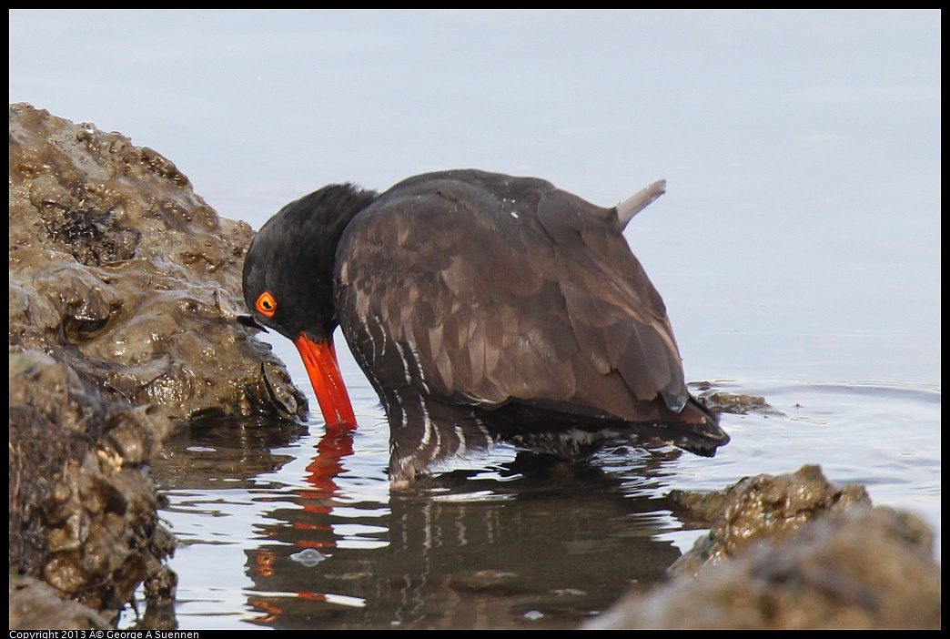 0216-103321-01.jpg - Black Oystercatcher