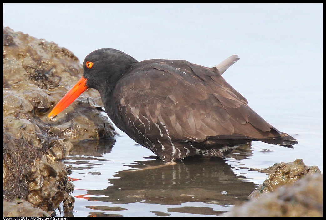 0216-103322-03.jpg - Black Oystercatcher