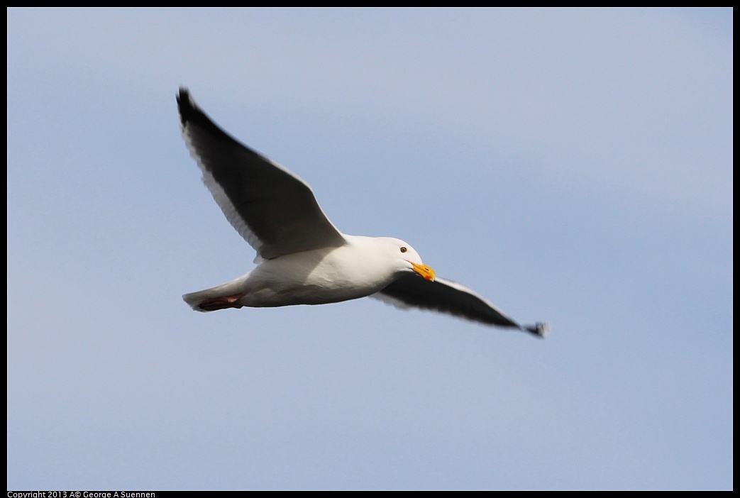 0216-100531-02.jpg - Western Gull