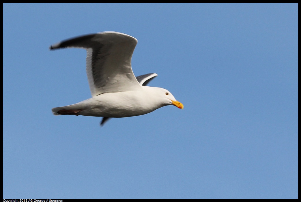 0216-100531-05.jpg - Western Gull