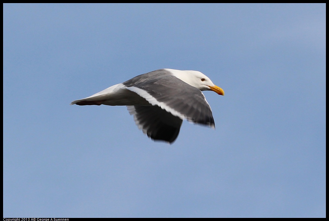 0216-100532-03.jpg - Western Gull