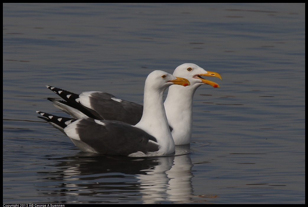 0216-101636-01.jpg - Herring Gull