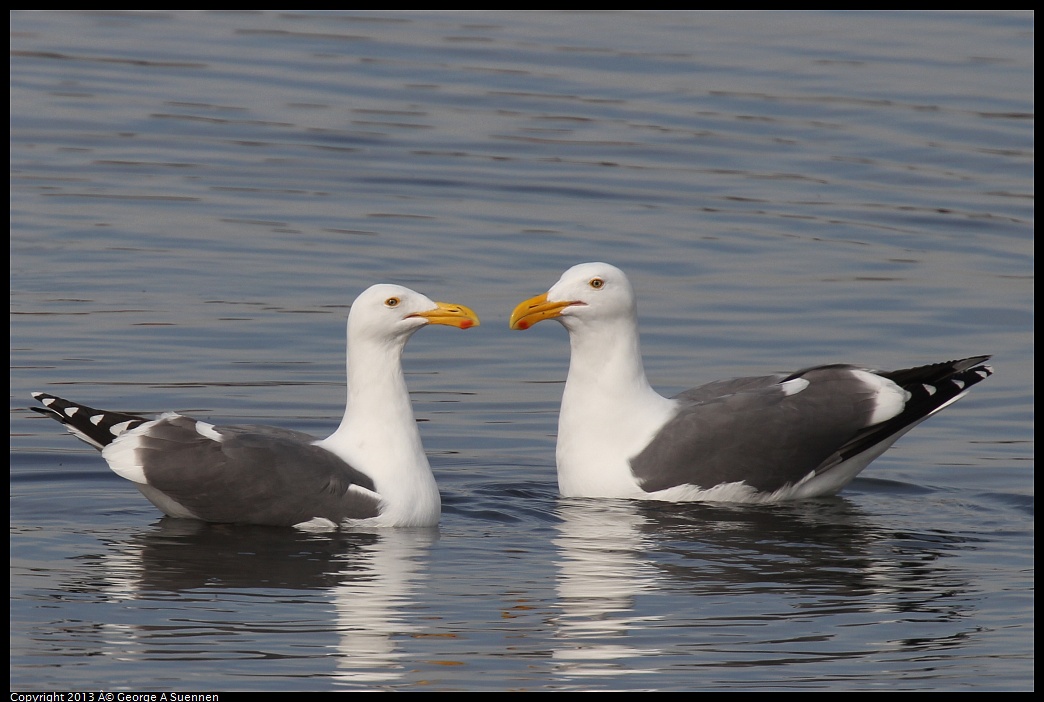 0216-101649-01.jpg - Herring Gull