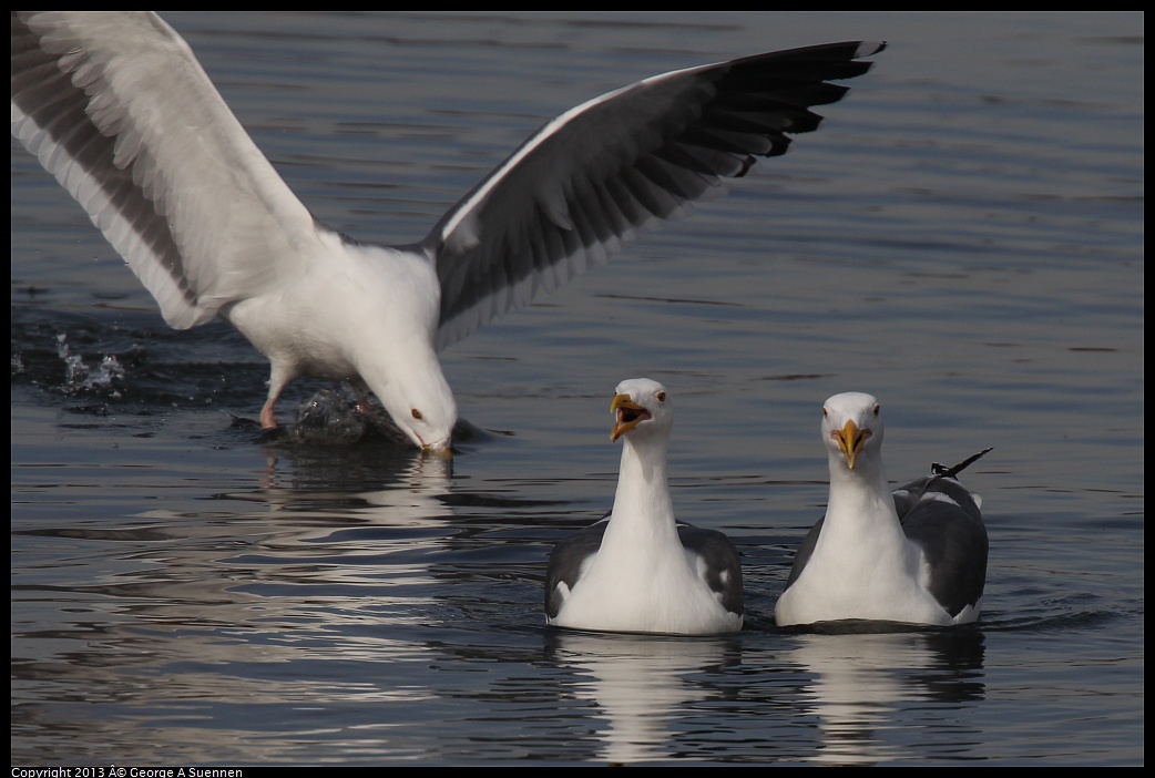 0216-101651-01.jpg - Herring Gull