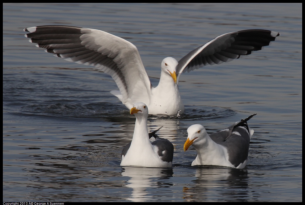 0216-101652-01.jpg - Herring Gull