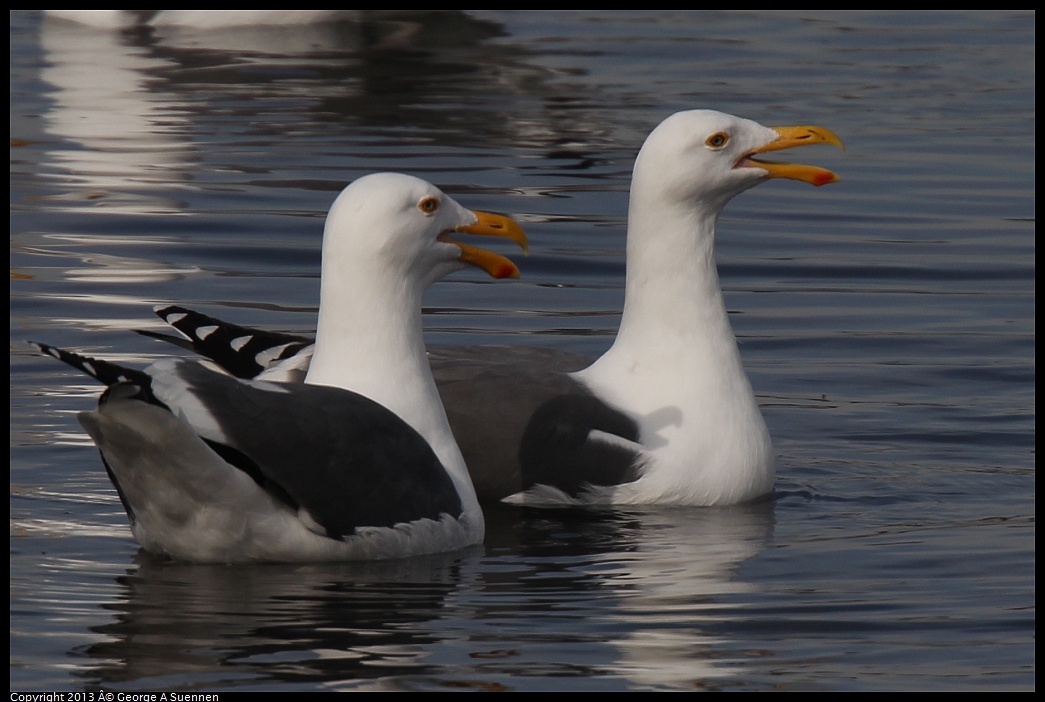 0216-101657-01.jpg - Herring Gull