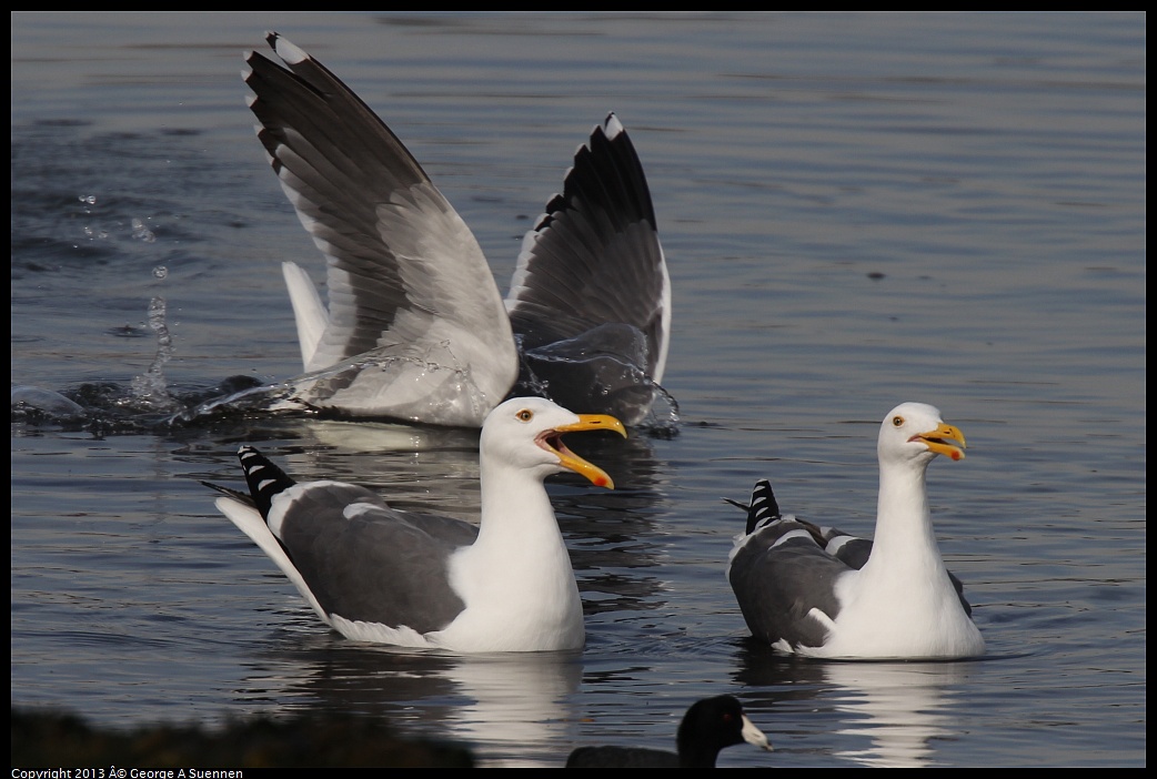 0216-101701-02.jpg - Western Gull