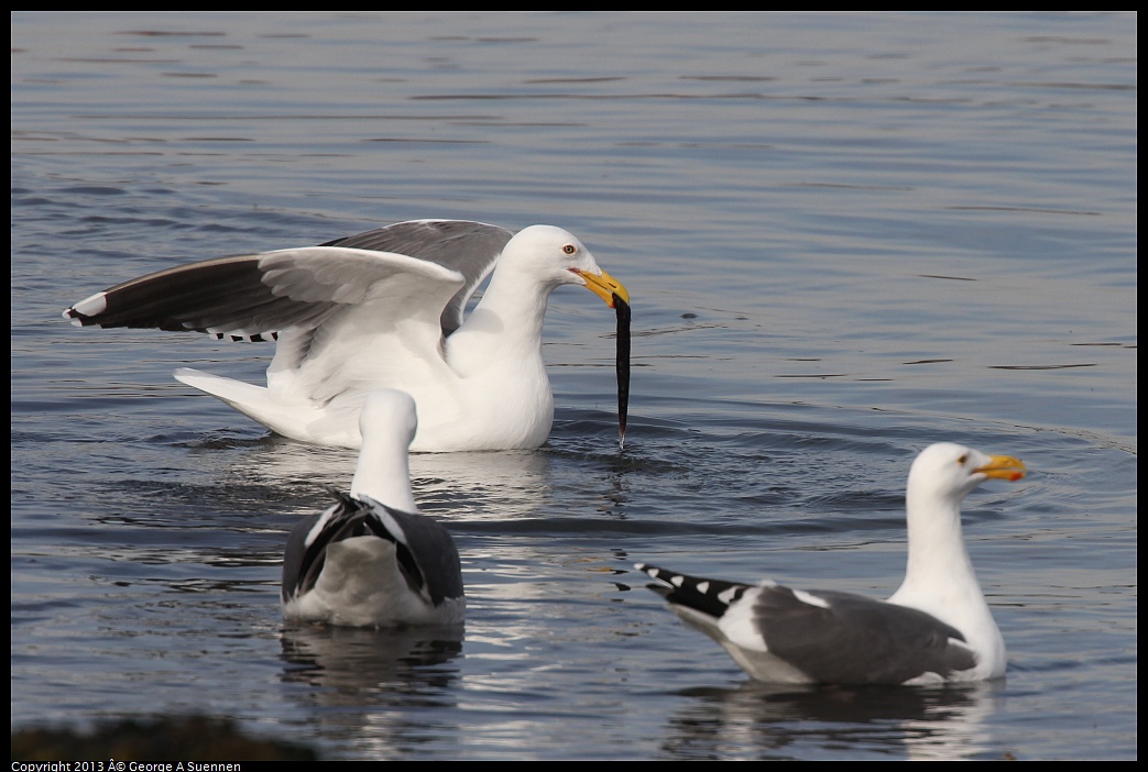 0216-101703-02.jpg - Western Gull