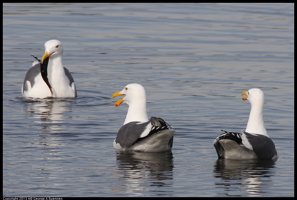 0216-101711-04.jpg - Western Gull