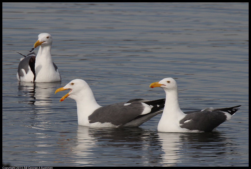 0216-101713-02.jpg - Western Gull