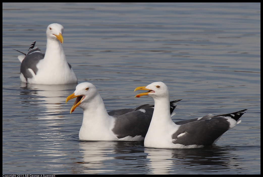 0216-101714-01.jpg - Western Gull