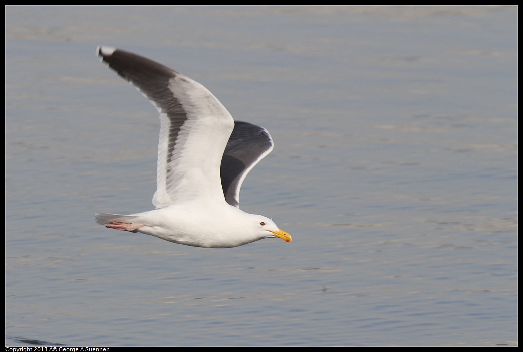 0216-102028-04.jpg - Western Gull