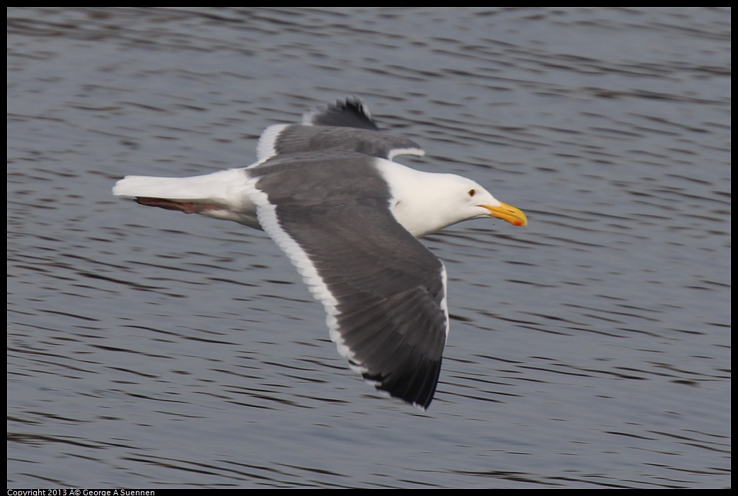 0216-102030-03.jpg - Western Gull