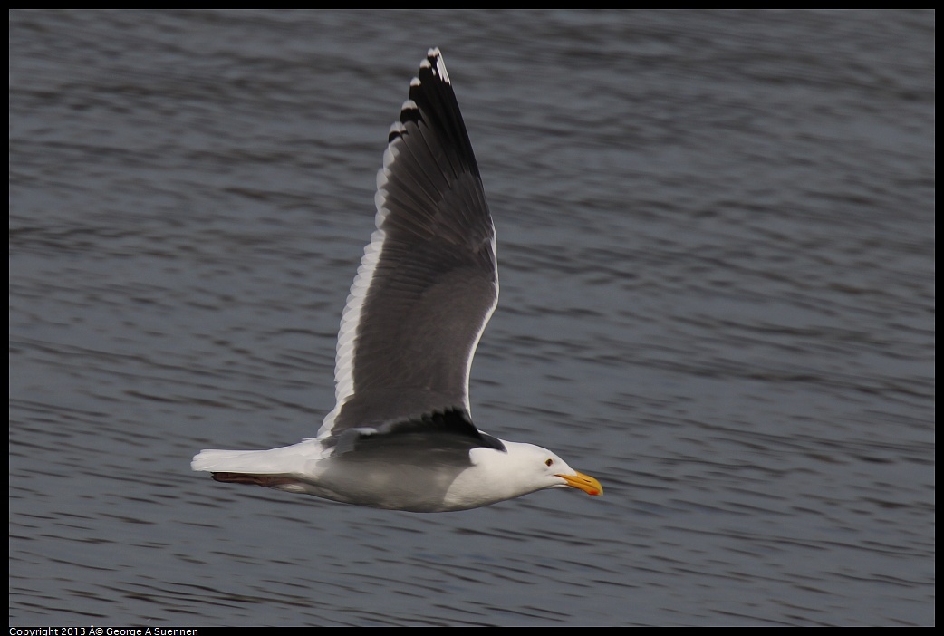 0216-102030-04.jpg - Western Gull