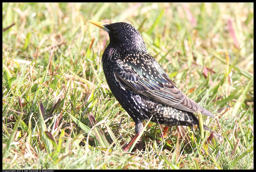 0217-101024-01.jpg - European Starling