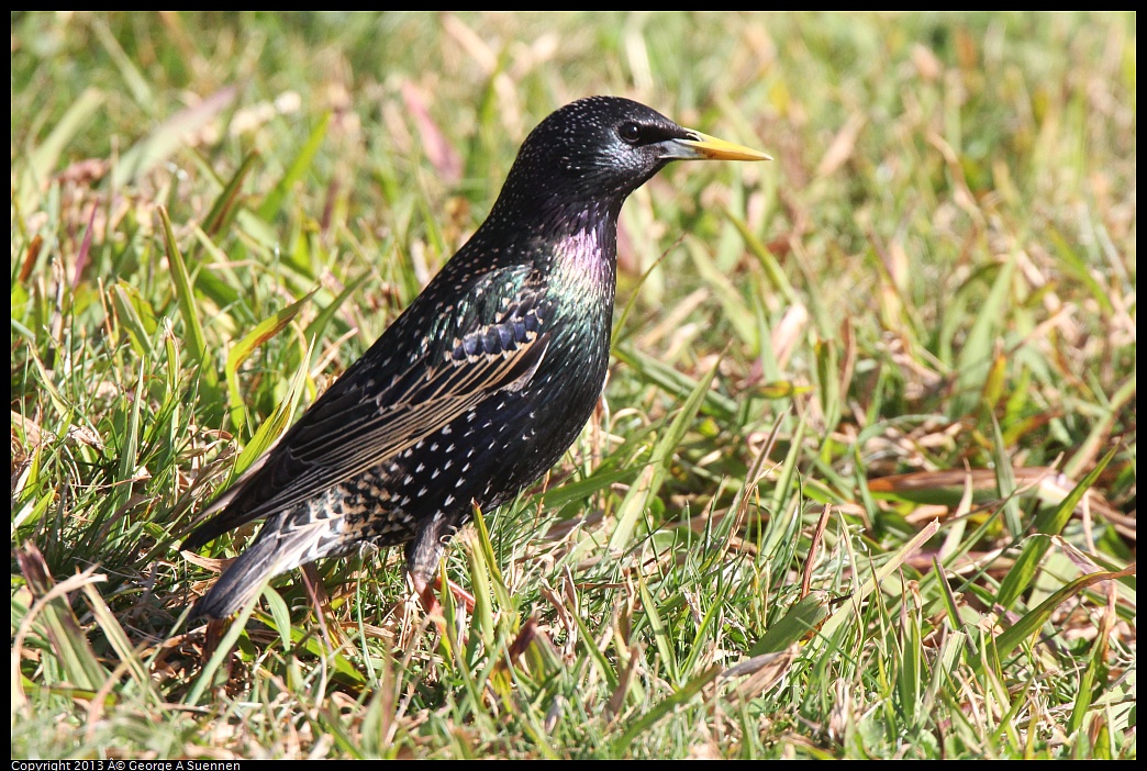 0217-101028-01.jpg - European Starling