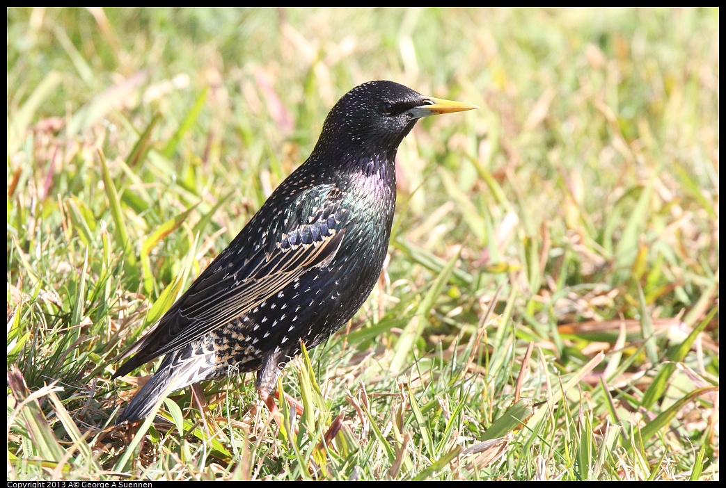 0217-101029-05.jpg - European Starling