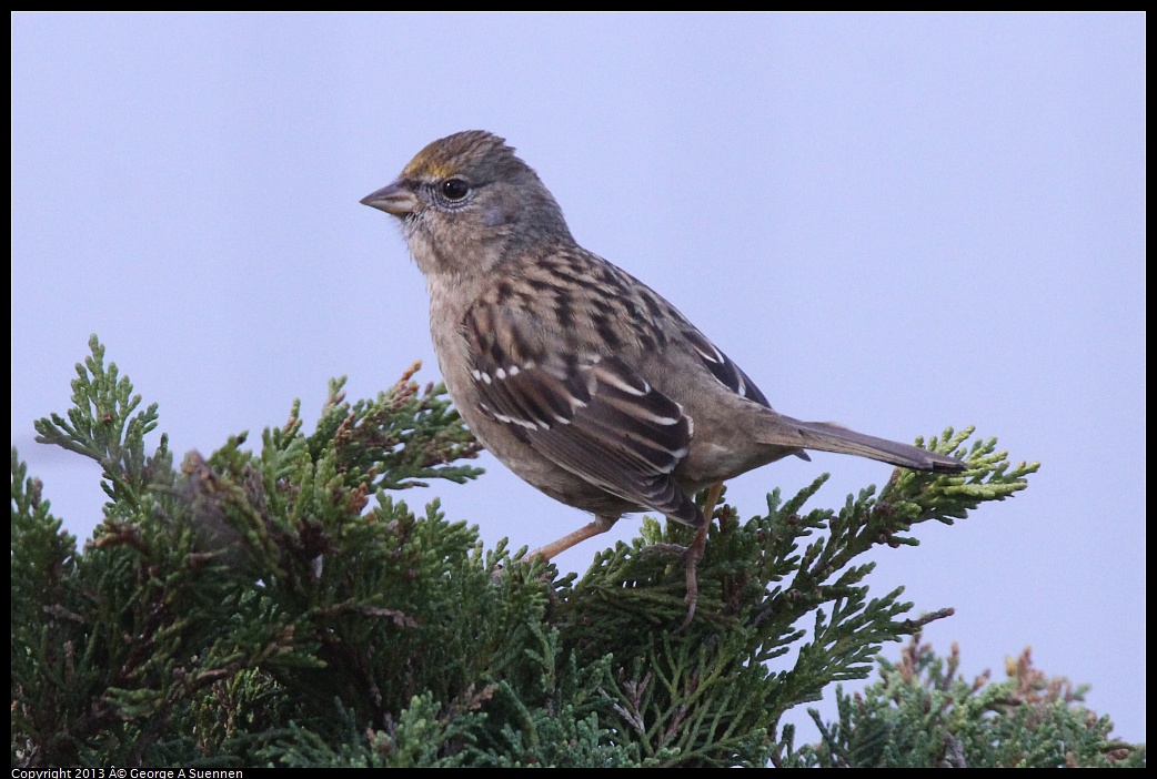 0217-101119-02.jpg - Golden-crowned Sparrow