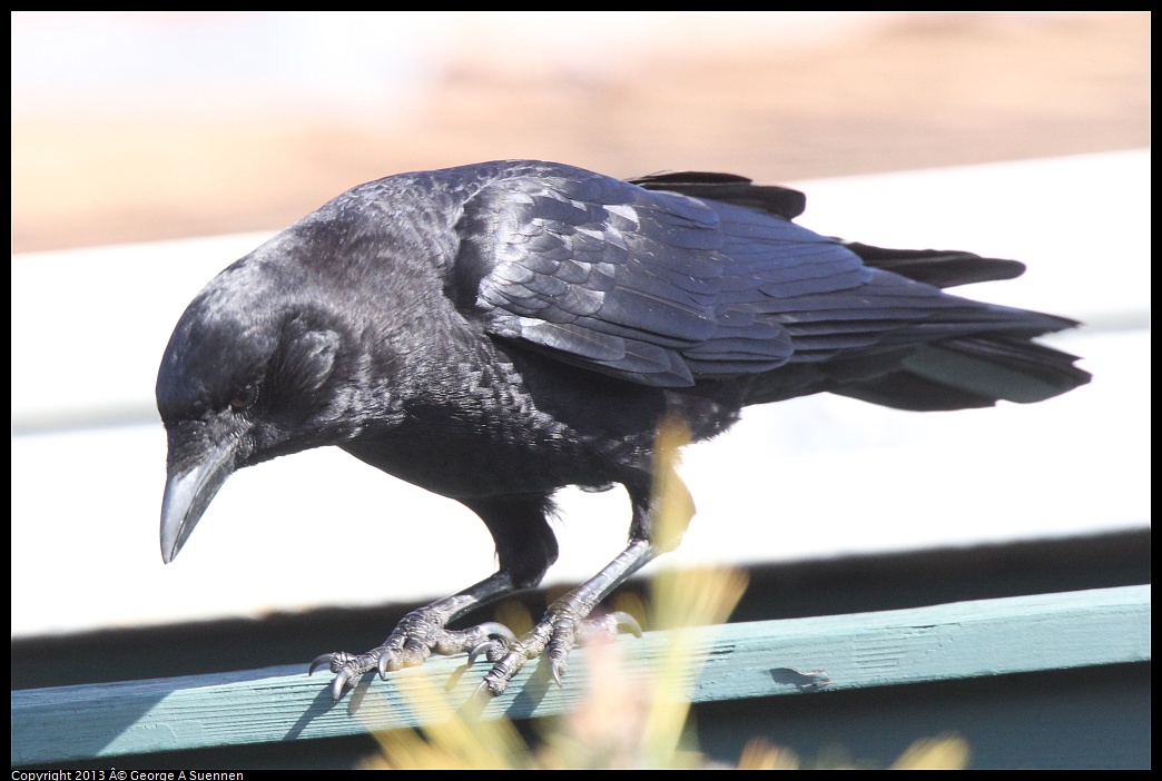 0217-101156-02.jpg - American Crow