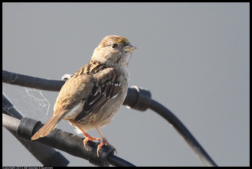 0217-101224-03.jpg - Golden-crowned Sparrow