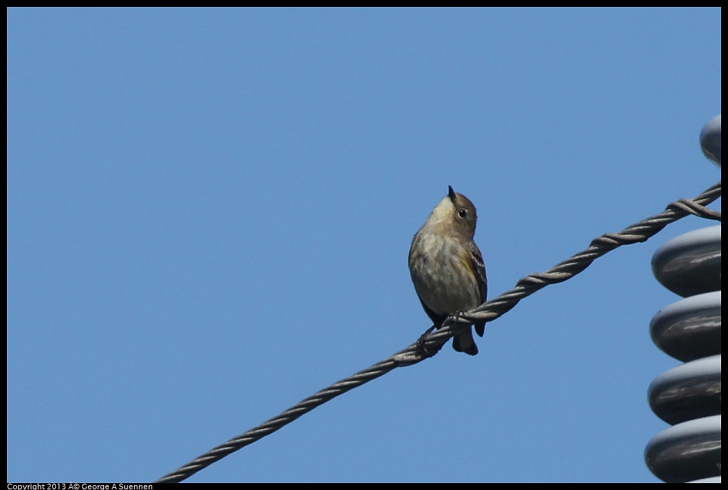 0217-101537-01.jpg - Yellow-rumped Warbler