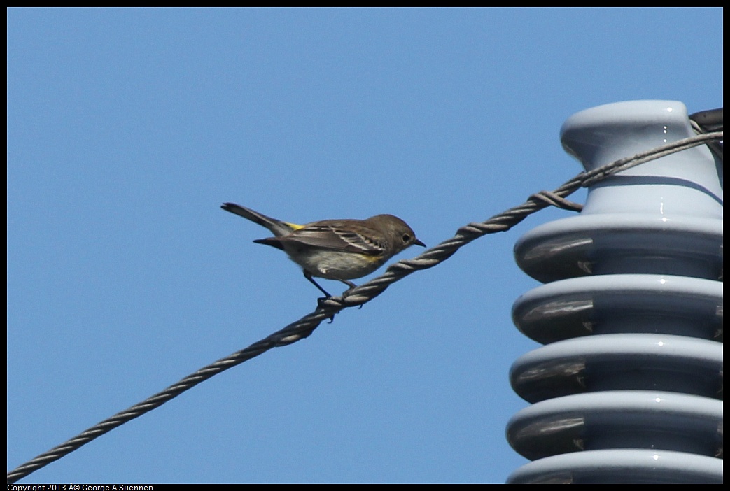 0217-101539-01.jpg - Yellow-rumped Warbler