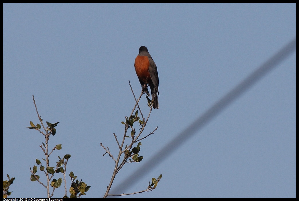 0217-101613-02.jpg - American Robin