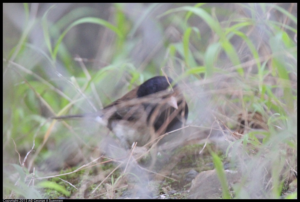 0217-101815-01.jpg - Dark-eyed Junco