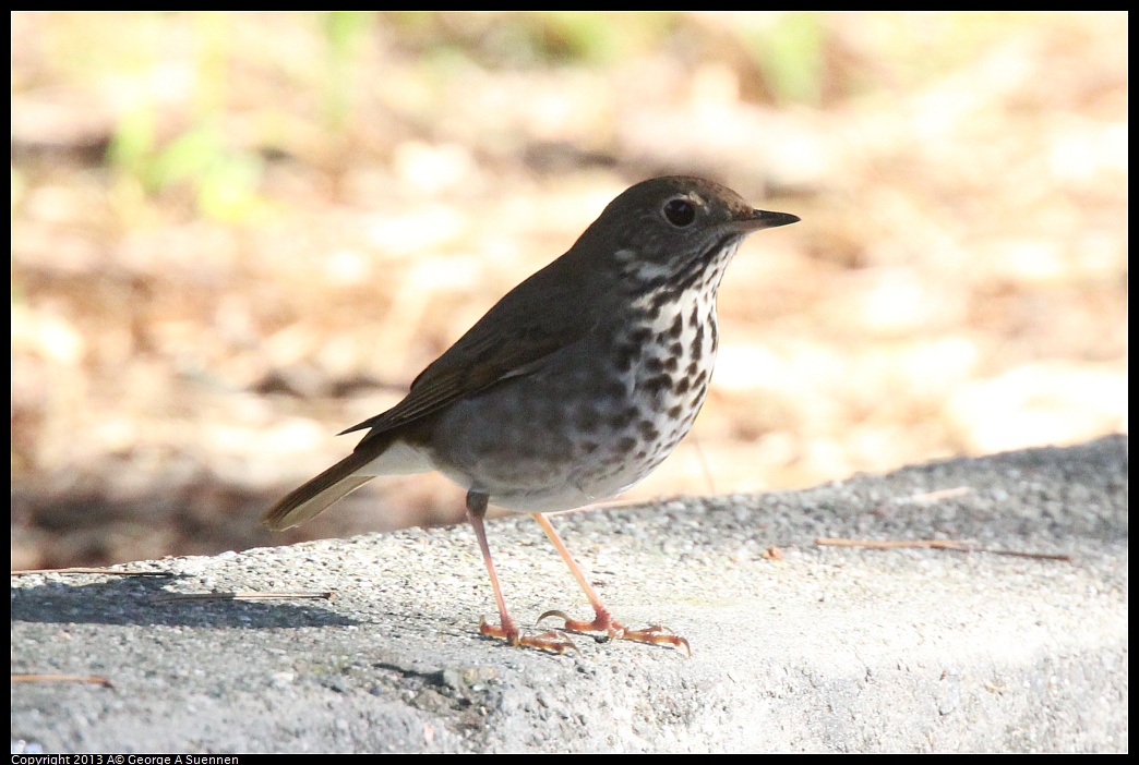 0217-101927-01.jpg - Hermit Thrush