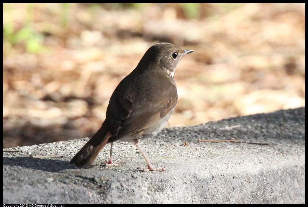 0217-101930-03.jpg - Hermit Thrush