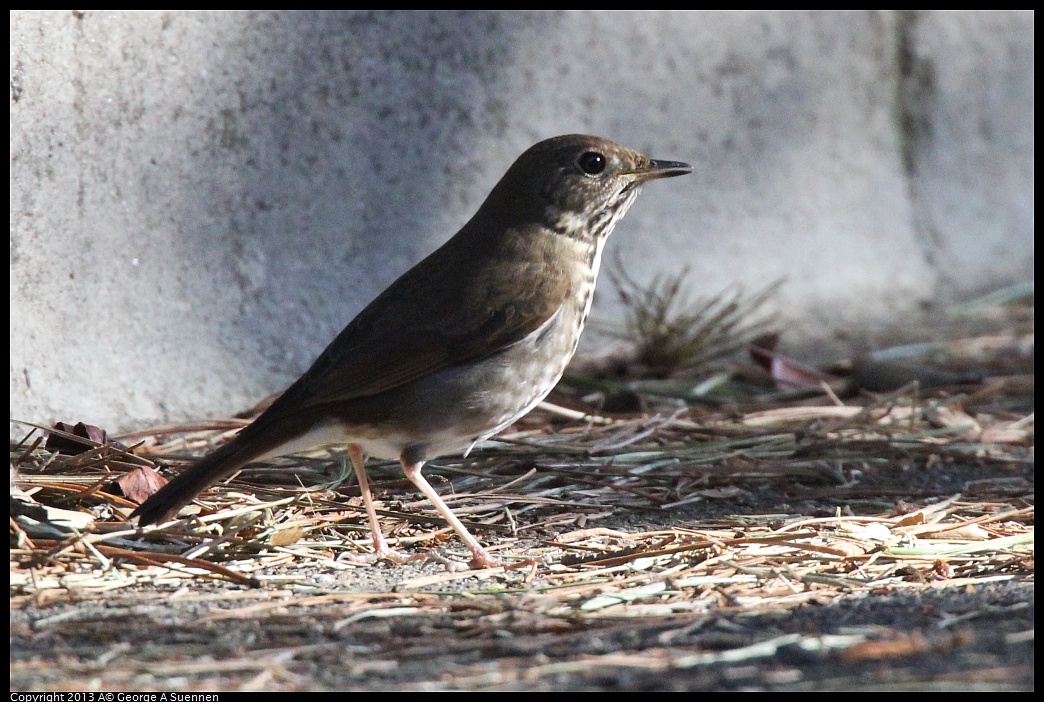 0217-101938-02.jpg - Hermit Thrush