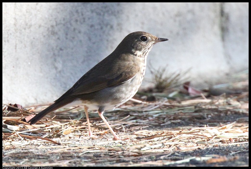 0217-101939-02.jpg - Hermit Thrush