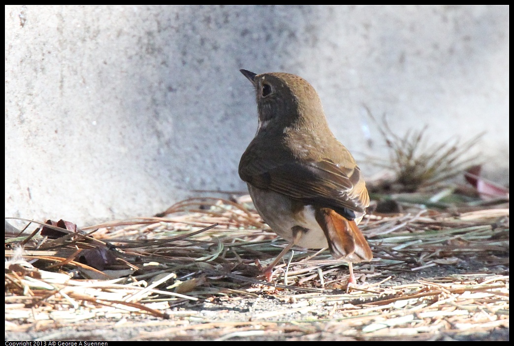 0217-101940-02.jpg - Hermit Thrush