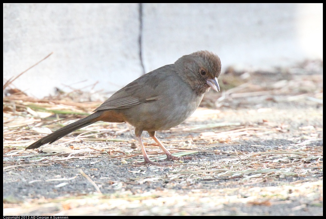 0217-101952-01.jpg - California Towhee