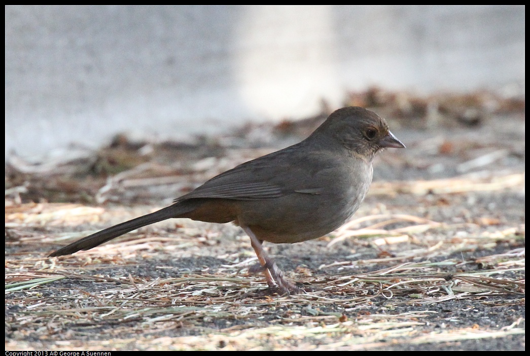 0217-101955-01.jpg - California Towhee