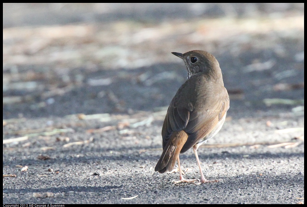 0217-101956-01.jpg - Hermit Thrush