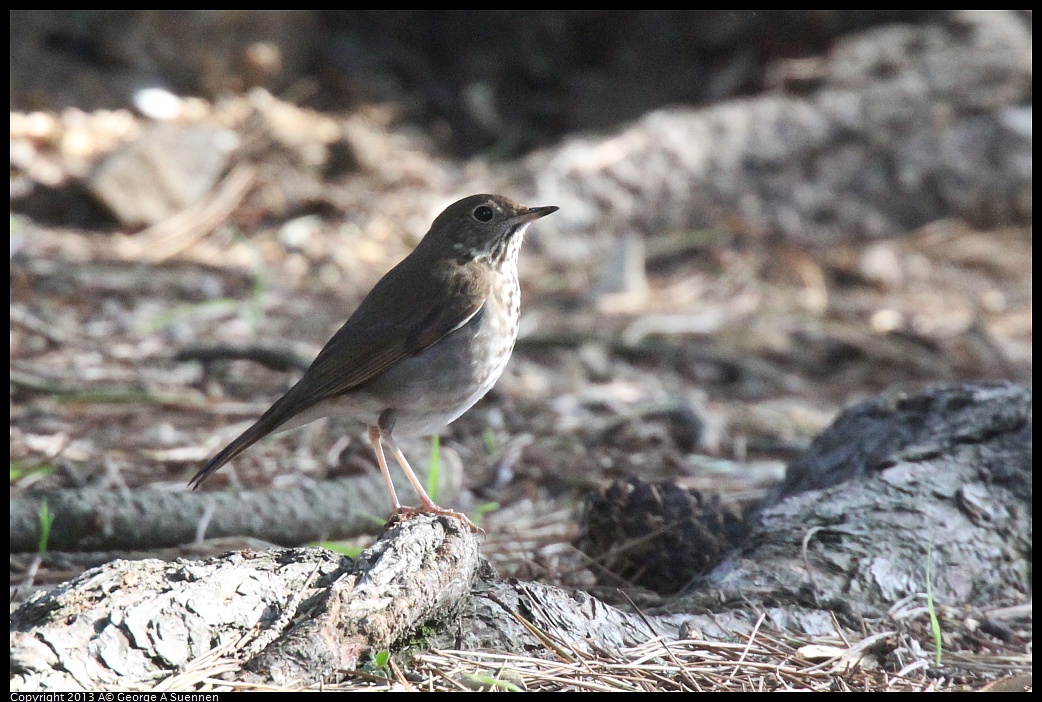 0217-102030-03.jpg - Hermit Thrush