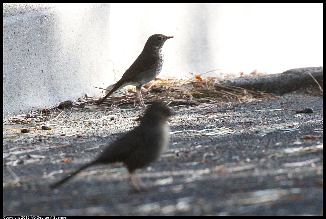 0217-102057-01.jpg - Hermit Thrush and California Towhee